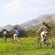 3 bicyclists riding through a verdant countryside